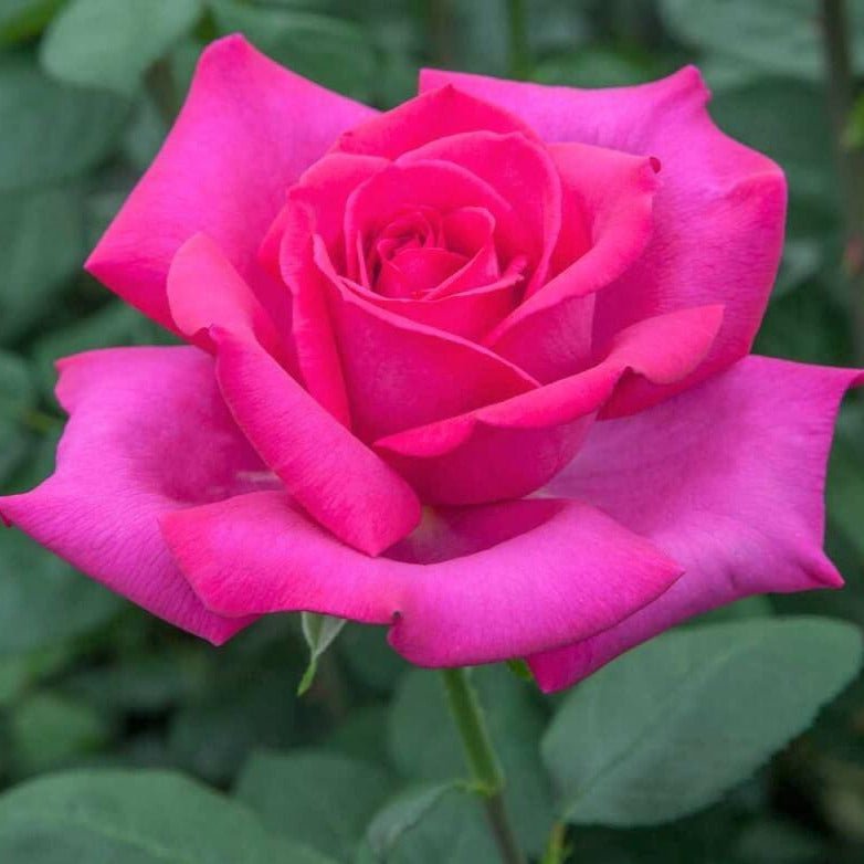 Velasquez ® Hybrid Tea Roses garden rose bushes potted or bare root plants