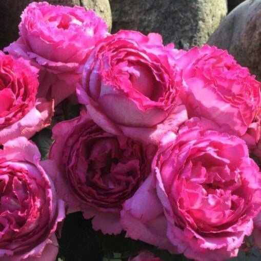 Yves Piaget ®' Hybrid Tea Roses garden rose bushes potted or bare root plants