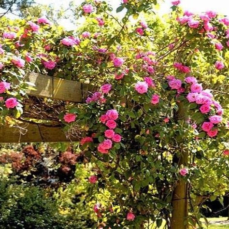 Zephirine Drouhine ® Climbing Roses garden rose bushes potted or bare root plants