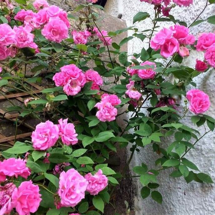 Zephirine Drouhine ® Climbing Roses garden rose bushes potted or bare root plants