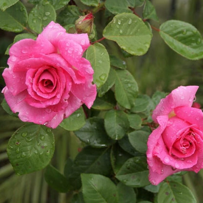 Zephirine Drouhine ® Climbing Roses garden rose bushes potted or bare root plants