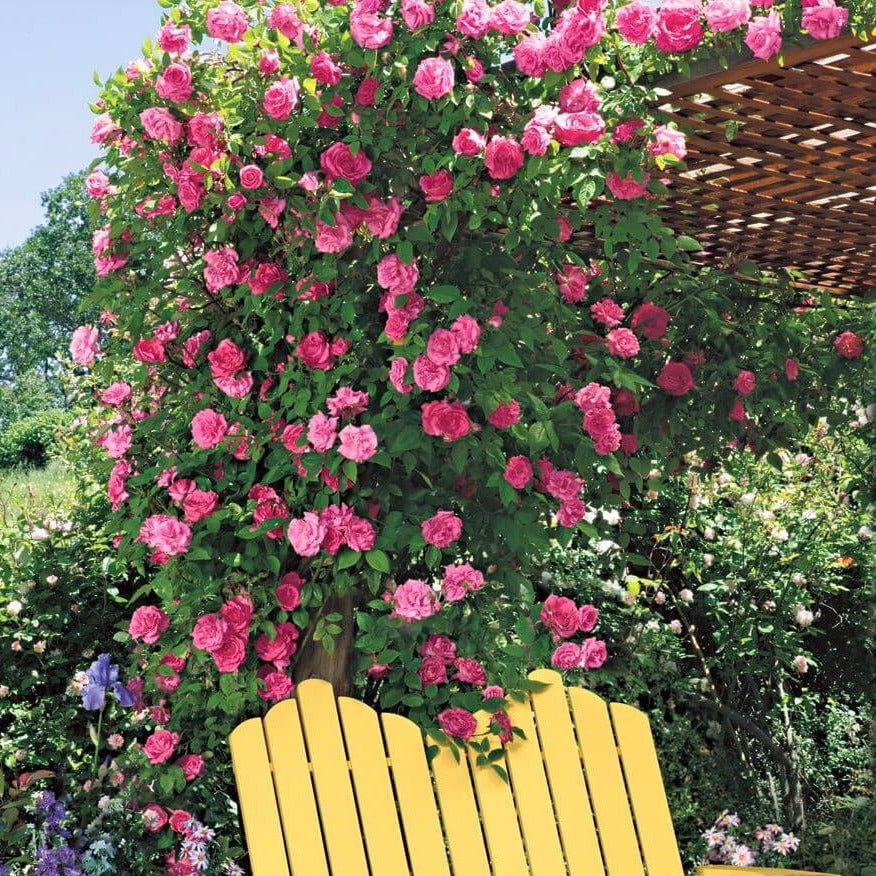 Zephirine Drouhine ® Climbing Roses garden rose bushes potted or bare root plants