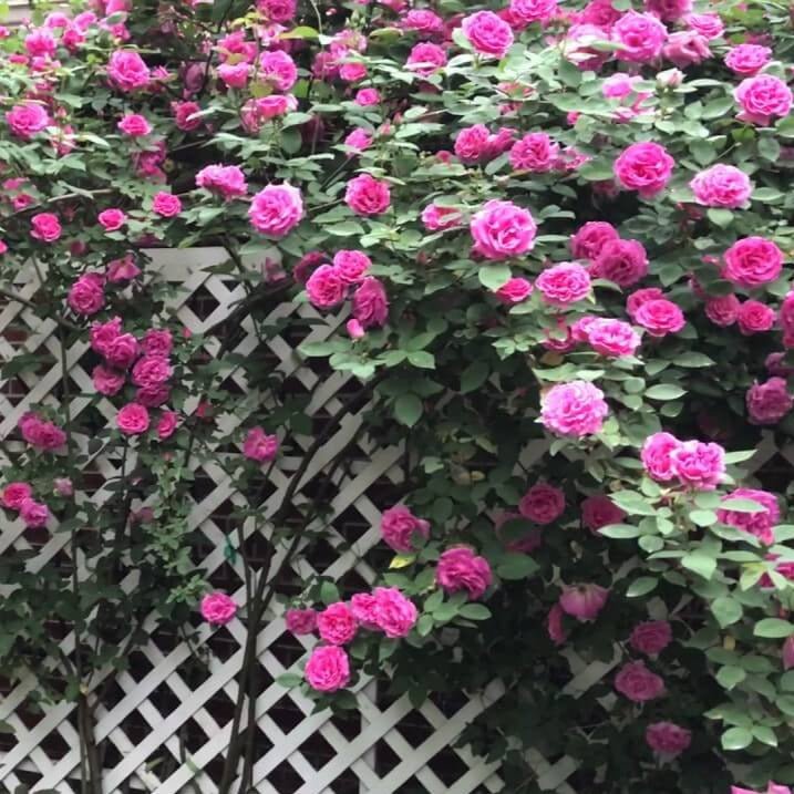 Zephirine Drouhine ® Climbing Roses garden rose bushes potted or bare root plants