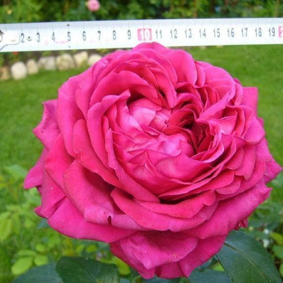 La Rose Des 4 Vents ®