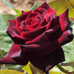 Load image into Gallery viewer, Black Baccara ®

