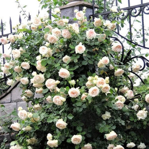 Palais Royal (White Eden Rose) ®