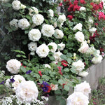 Load image into Gallery viewer, Palais Royal (White Eden Rose) ®
