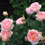 Load image into Gallery viewer, ABRAHAM DARBY ®&#39;
