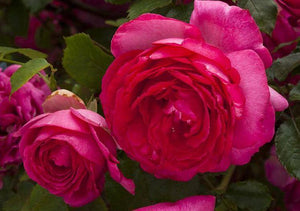 Cyclamen Pierre de Ronsard (Cyclamen Eden Rose) ®'