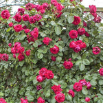 Load image into Gallery viewer, Eric Tabarly ( Red  Eden Rose ) ®
