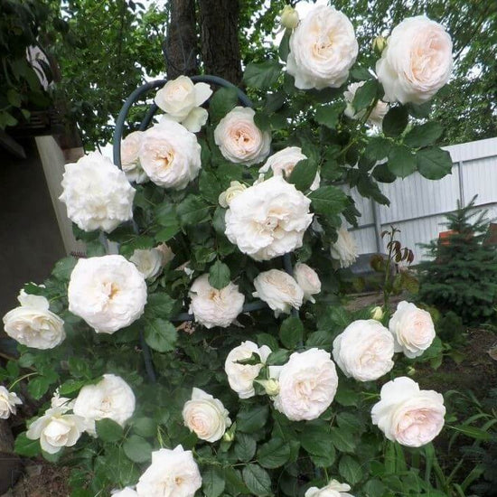Palais Royal (White Eden Rose) ® Climbing Rose – Famous Roses World