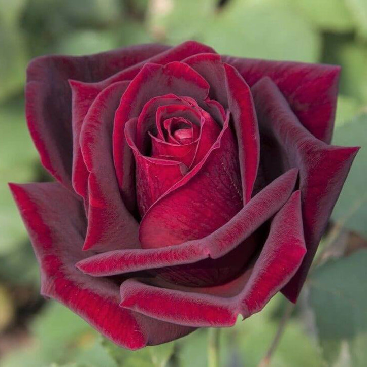 Gpt. Papa Meilland ® Climbing Rose – Famous Roses World