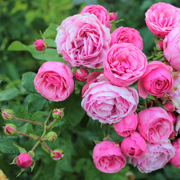 Pomponella ® Floribunda Rose – Famous Roses World