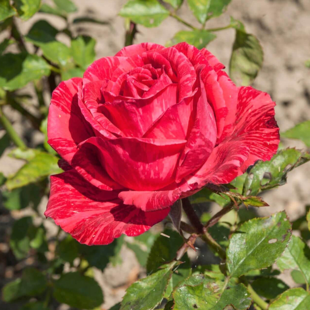Red Intuition Rose Shurb