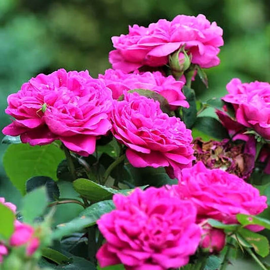 Rose de Rescht ® – rožė uogienei ir sirupui