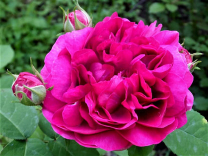 Rose de Rescht ® - rose pour confiture et sirop
