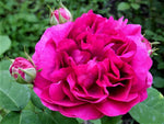 Заредете изображението в програмата за преглед на галерия, Rose de Rescht ® - роза за сладко и сироп
