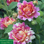 Load image into Gallery viewer, Rose des Cisterciens ®
