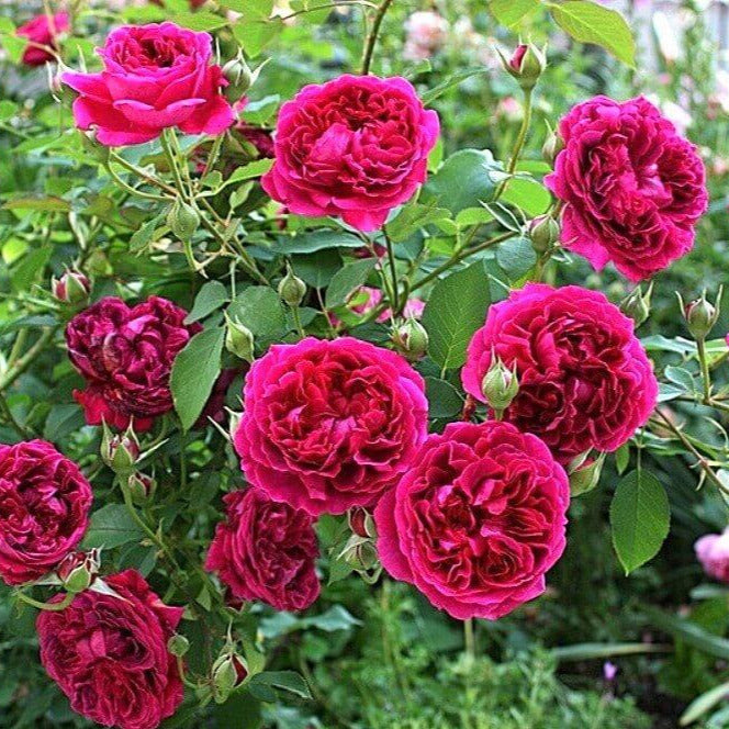 Image of William Shakespeare 2000 rose bush